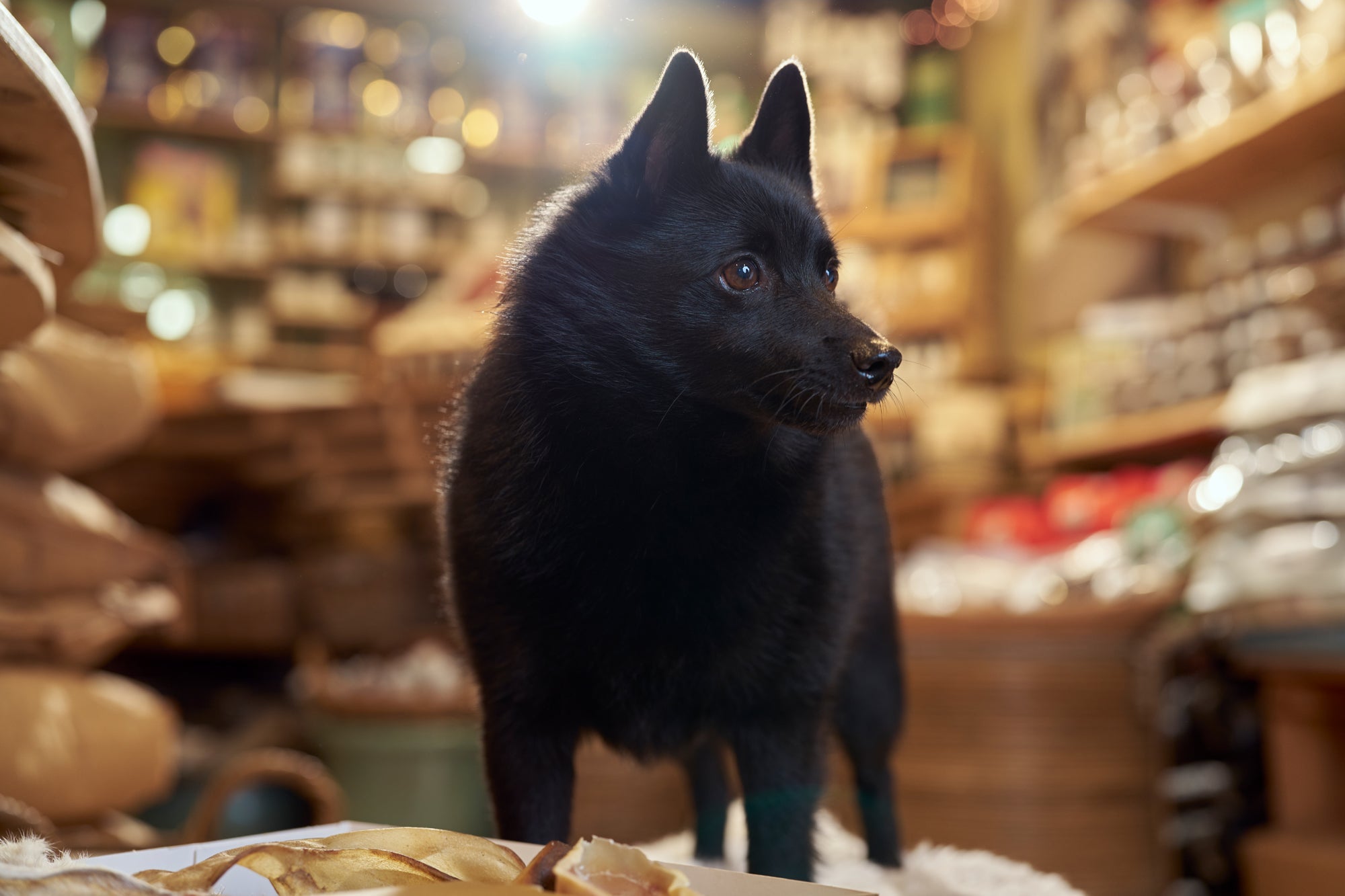 Help, mijn hond heeft een gevoelige maag: wat kan ik wel en niet geven?